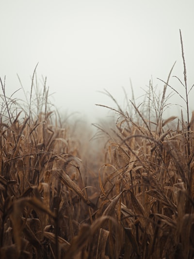 Brown wheat field during the day
